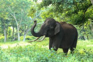 Bandipur National Park (Wildlife Safari)