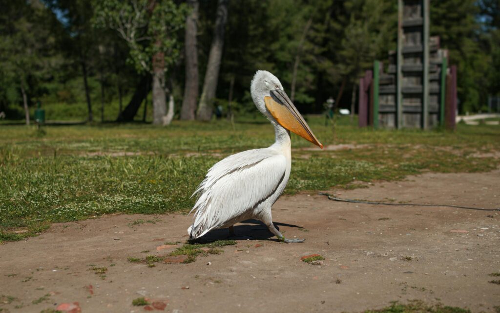 Divjakë-Karavasta National Park – Nature Lover’s Paradise